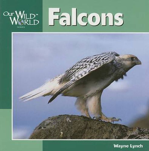 Cover image for Falcons