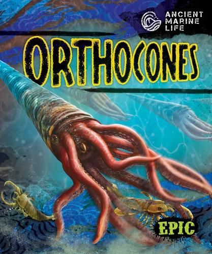 Cover image for Orthocones
