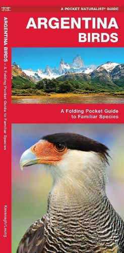 Cover image for Argentina Birds: A Folding Pocket Guide to Familiar Species