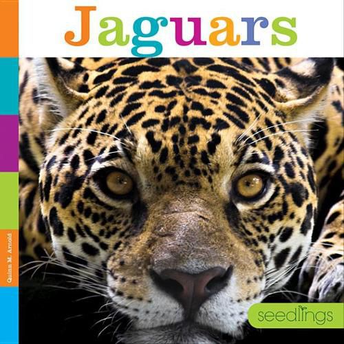 Cover image for Jaguars