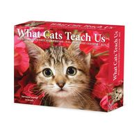 Cover image for What Cats Teach Us 2025 6.2 X 5.4 Box Calendar