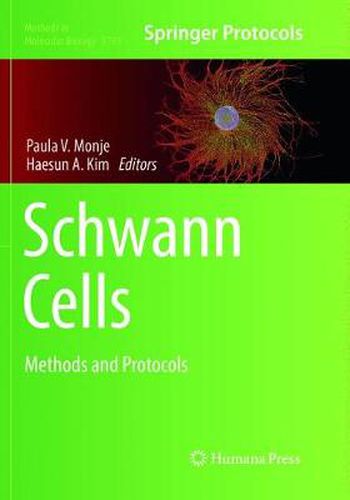 Cover image for Schwann Cells: Methods and Protocols