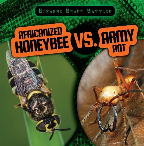 Africanized Honeybee vs. Army Ant