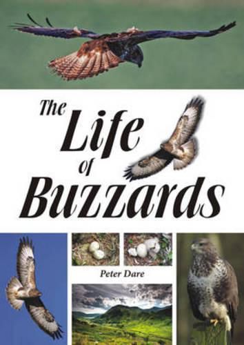 Cover image for The Life of Buzzards