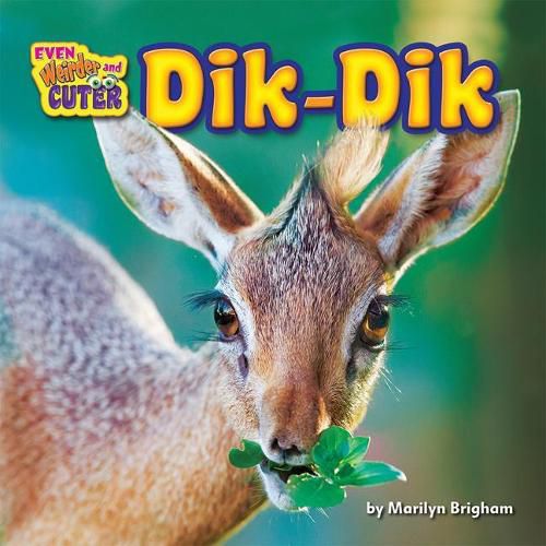 Cover image for Dik-Dik