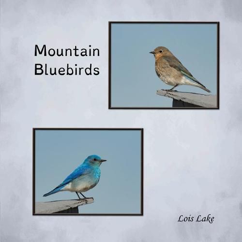 Cover image for Mountain Bluebirds