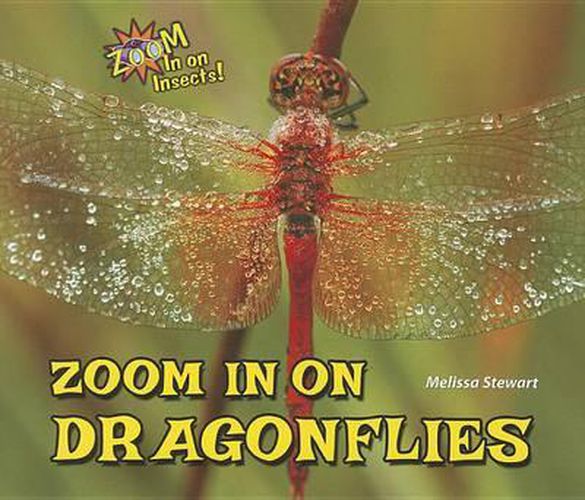 Zoom in on Dragonflies