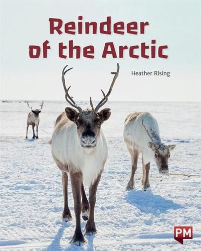 Reindeer of the Arctic