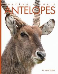 Cover image for Antelopes