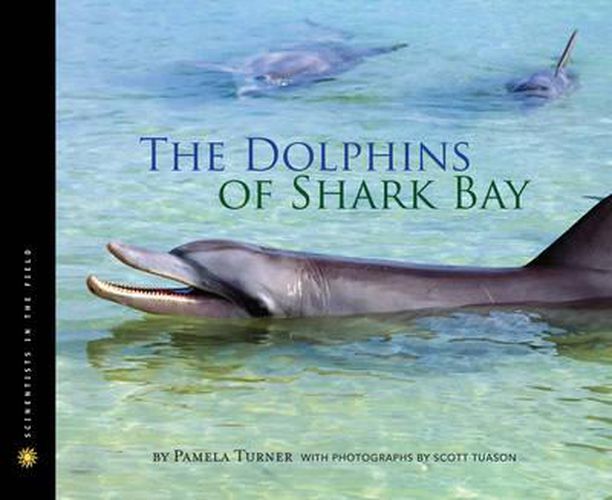 Dolphins of Shark Bay