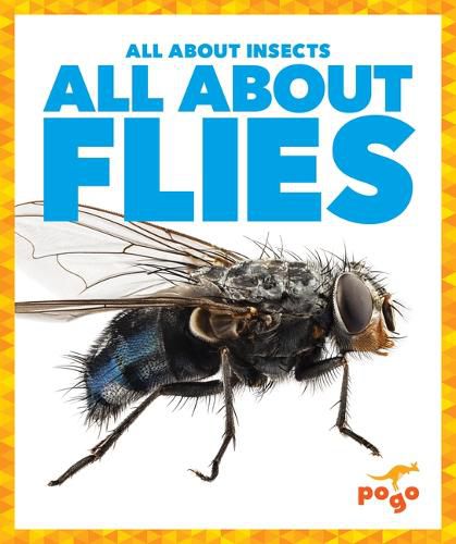 All about Flies