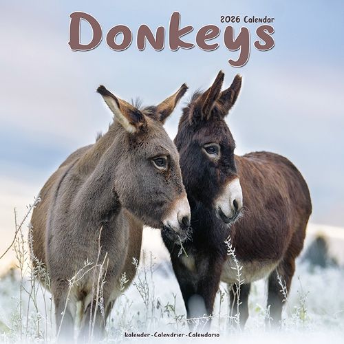 Cover image for Donkeys Calendar 2026 Square Animal Wall Calendar - 16 Month