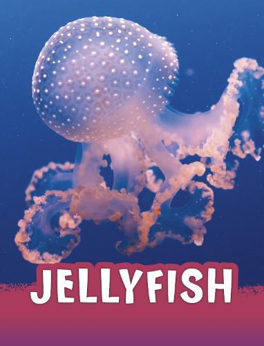 Cover image for Jellyfish
