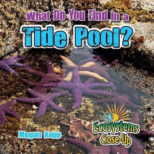 What Do You Find in a Tide Pool?