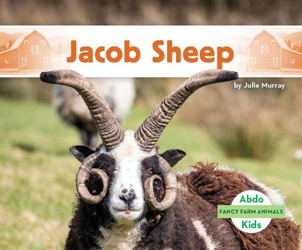 Cover image for Jacob Sheep