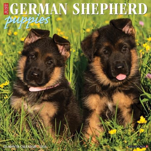 Cover image for German Shepherd Puppies 2026 12 X 12 Wall Calendar