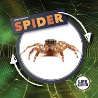 Cover image for Life Cycle of a Spider