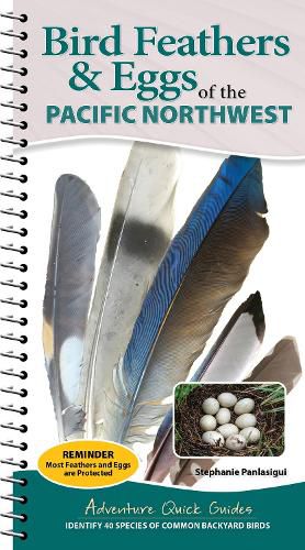 Cover image for Bird Feathers & Eggs of the Northwest