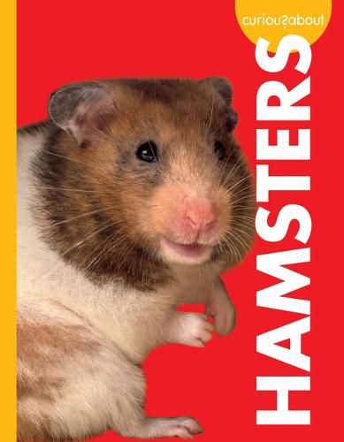 Cover image for Curious about Hamsters