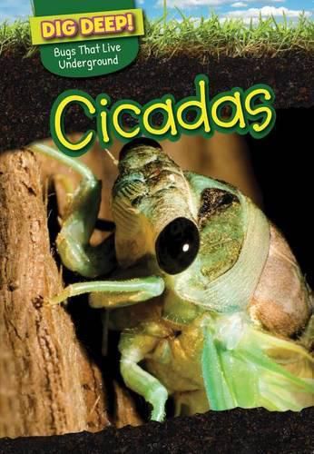 Cover image for Cicadas