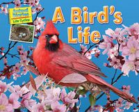 Cover image for A Bird's Life