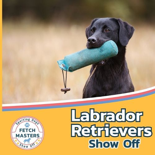 Labrador Retrievers Show Off