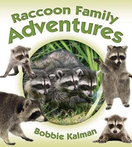 Cover image for Raccoon Family Adventures