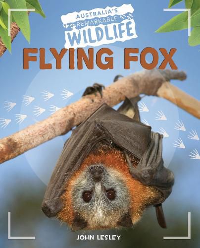 Cover image for Flying Fox