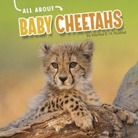 Cover image for All about Baby Cheetahs