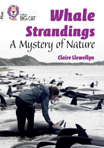 Cover image for Whale Strandings: A Mystery of Nature: Band 10+/White Plus