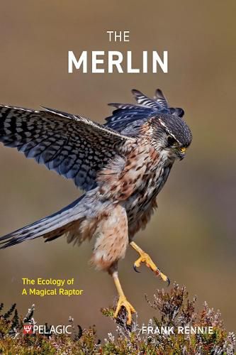 Cover image for The Merlin