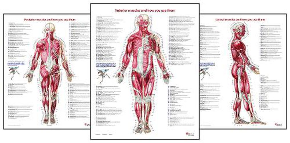 Trail Guide to the Body's Muscles of the Human Body Posters: Set of 3