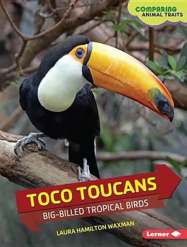 Toco Toucans