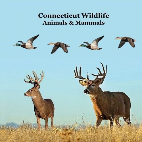 Cover image for Connecticut Animals and Mammals Kids Wildlife Book