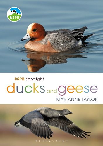 Cover image for RSPB Spotlight Ducks and Geese