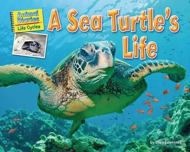 Cover image for A Sea Turtle's Life