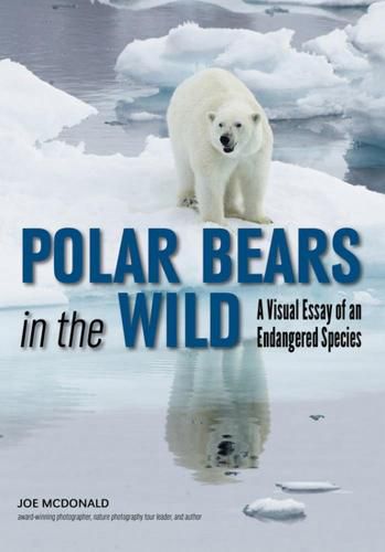 Cover image for Polar Bears In The Wild: A Visual Essay