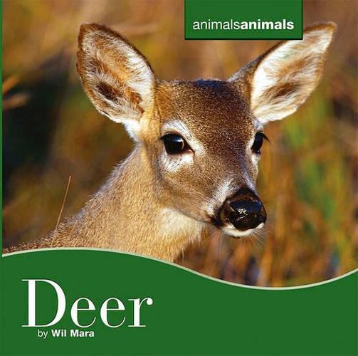 Cover image for Deer