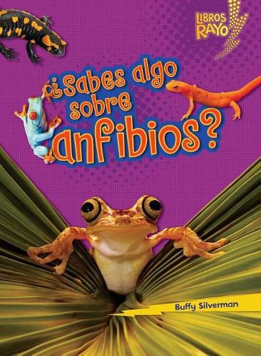 Cover image for ?Sabes Algo Sobre Anfibios? (Do You Know about Amphibians?)