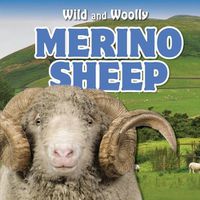 Cover image for Merino Sheep