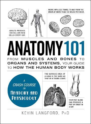 Cover image for Anatomy 101: From Muscles and Bones to Organs and Systems, Your Guide to How the Human Body Works