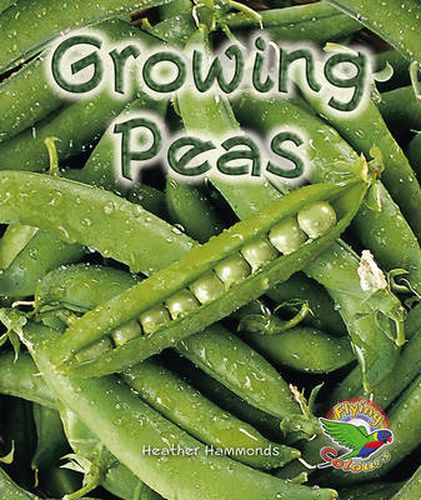 Growing Peas