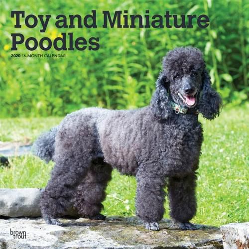 Poodles, Toy and Miniature 2020 Square Wall Calendar