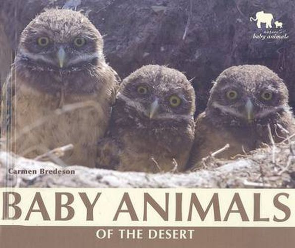 Baby Animals of the Desert