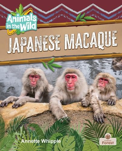 Cover image for Japanese Macaque