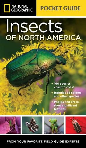 Cover image for National Geographic Pocket Guide to Insects of North America