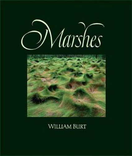 Cover image for Marshes: The Disappearing Edens