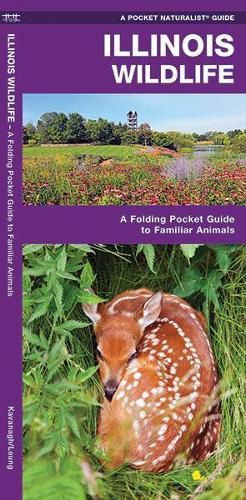 Cover image for Illinois Wildlife: A Folding Pocket Guide to Familiar Species