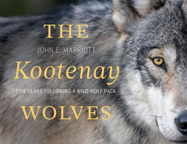 Cover image for The Kootenay Wolves: Five Years Following a Wild Wolf Pack