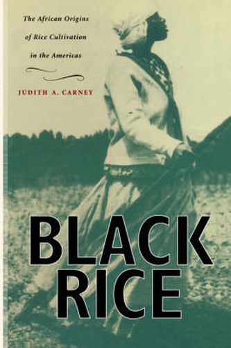 Cover image for Black Rice: The African Origins of Rice Cultivation in the Americas